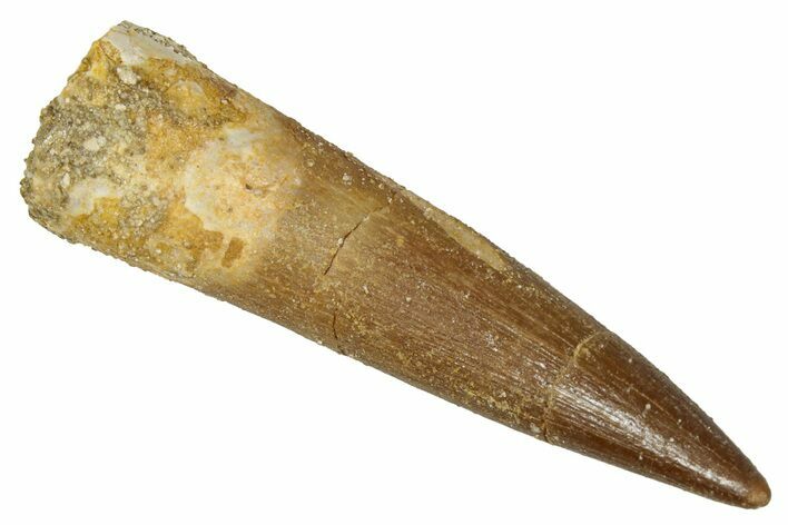 Fossil Plesiosaur (Zarafasaura) Tooth - Morocco #344227
